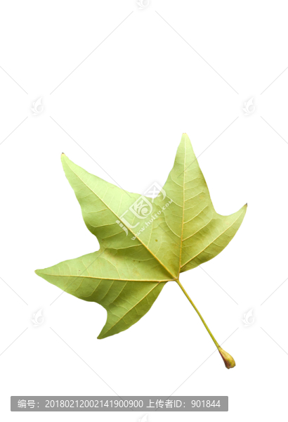 一片凋落的樹葉
