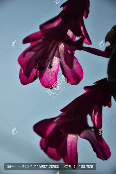 陽光下的蟹爪蘭