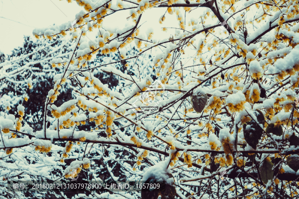 雪景