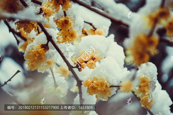 雪景