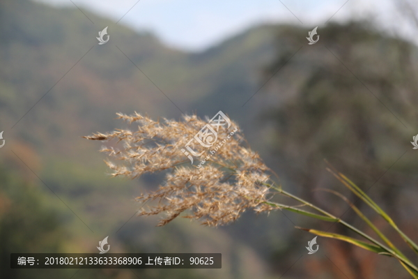 蘆葦