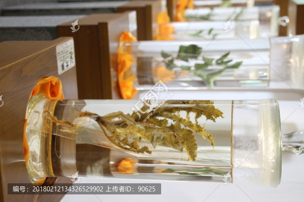 本草堂鐵皮石斛