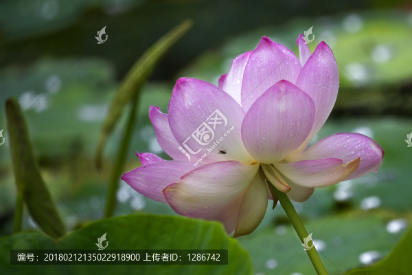 荷塘