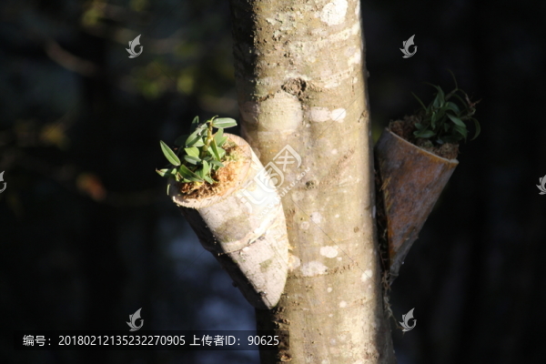 鐵皮石斛