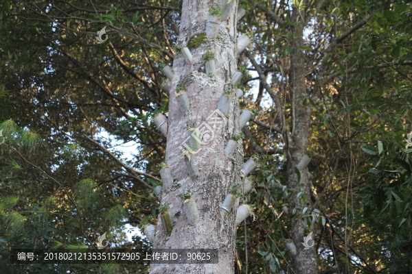 樹林