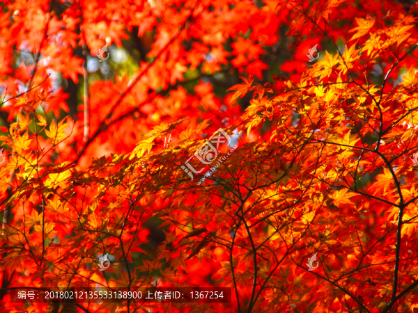 紅楓葉