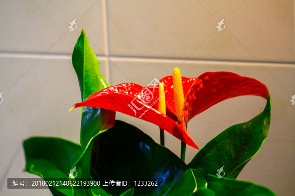 紅掌