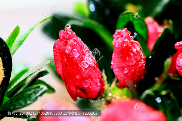 杜鵑花