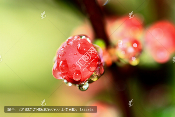花蕾
