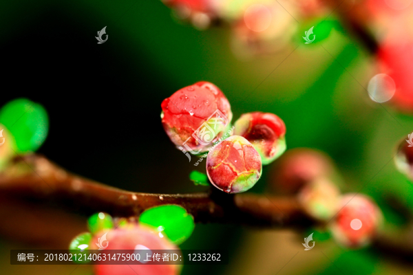 花蕾