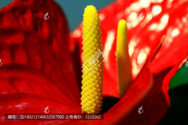 紅掌