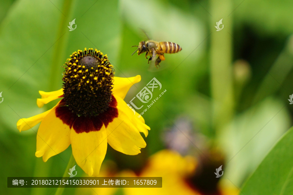 蜜蜂