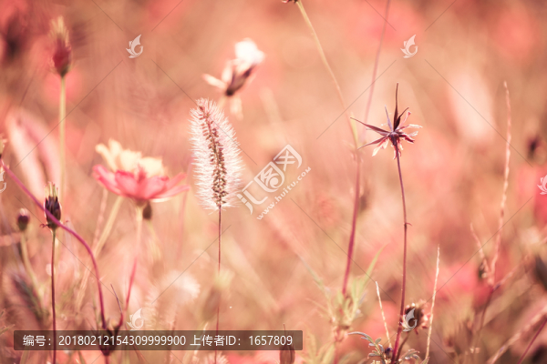 狗尾草