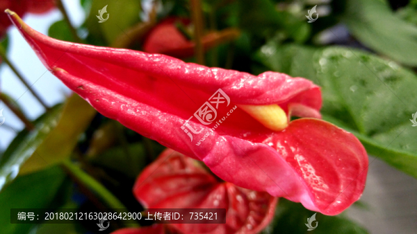 紅掌