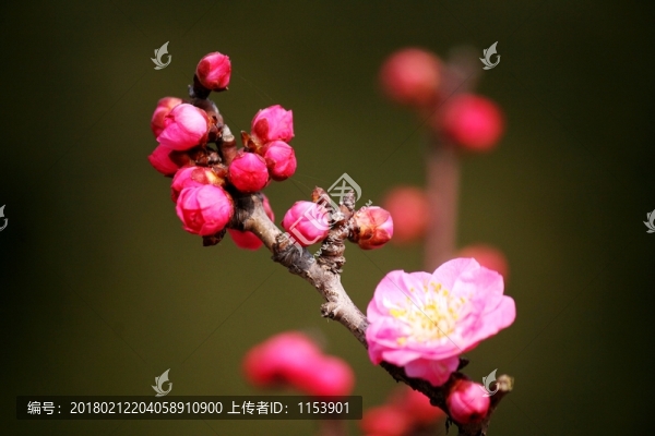 梅花