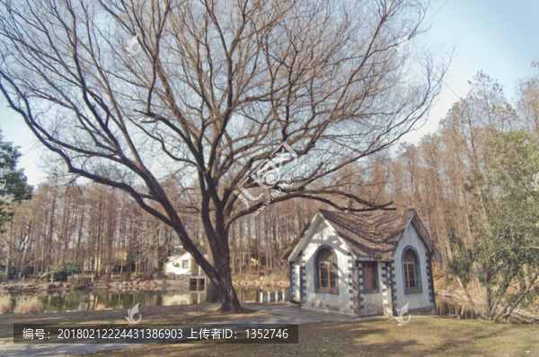 大樹木屋