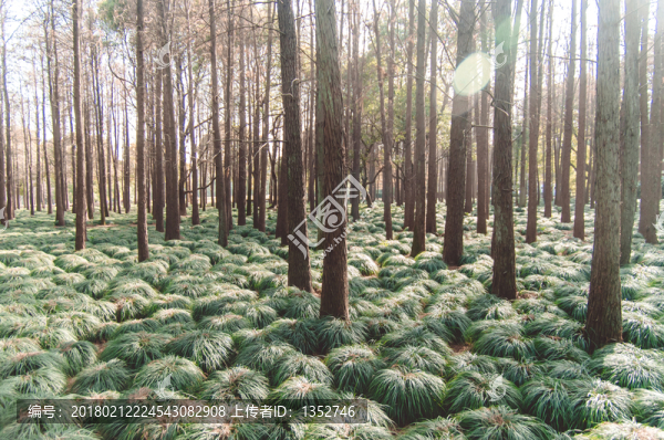 樹林