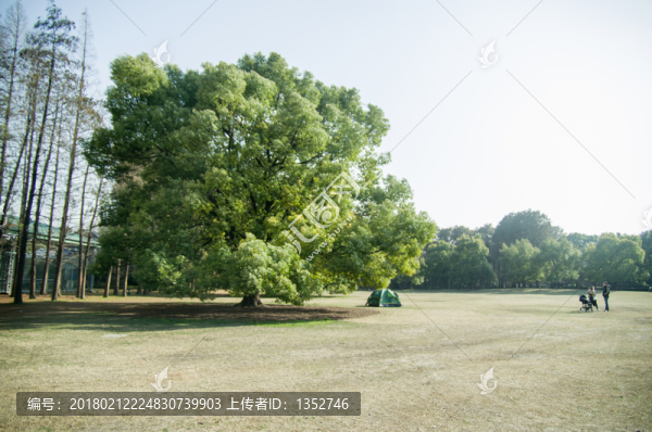 大樹