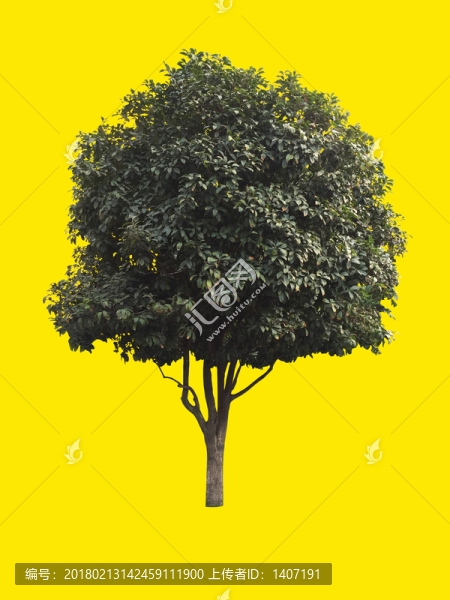 桂花樹