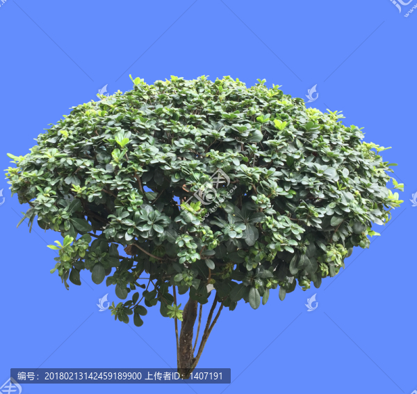 海桐球