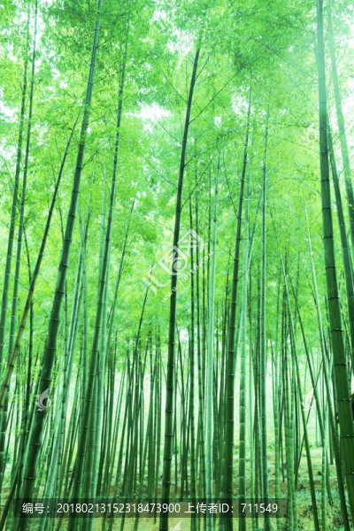 竹林,青竹,翠竹