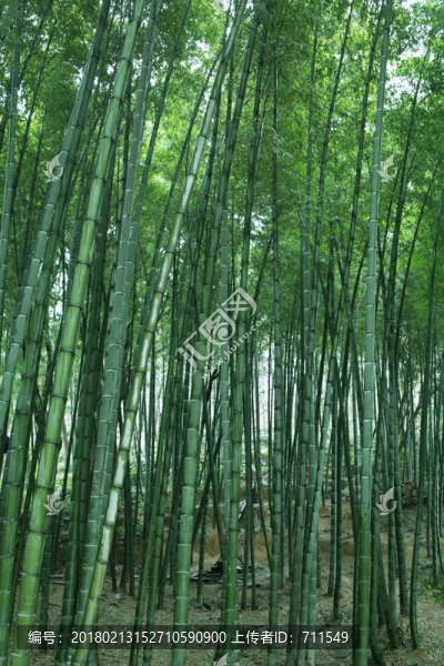 竹林青竹