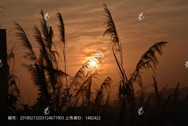 日落蘆葦