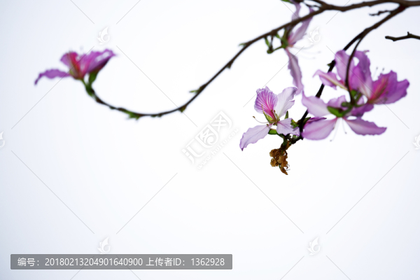 紫荊花,宮粉羊蹄甲