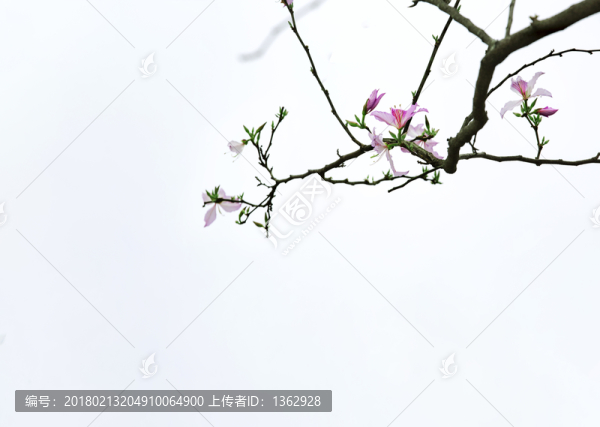紫荊花,宮粉羊蹄甲