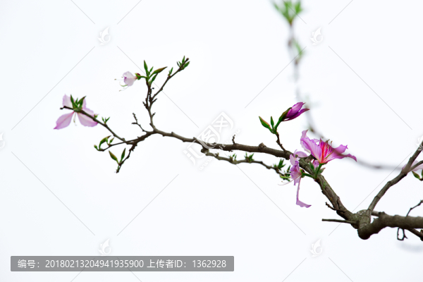 紫荊花,宮粉羊蹄甲