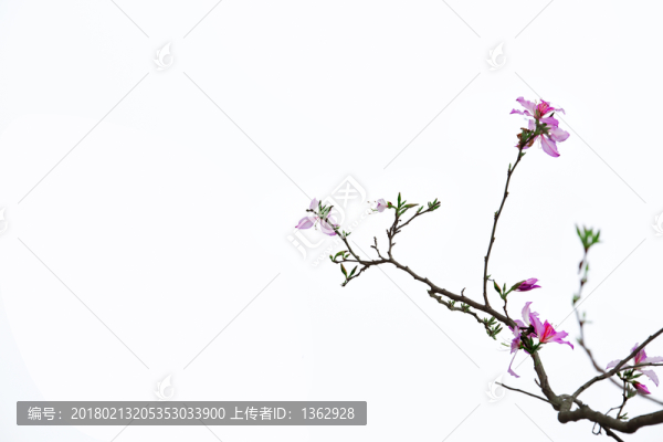 紫荊花,宮粉羊蹄甲