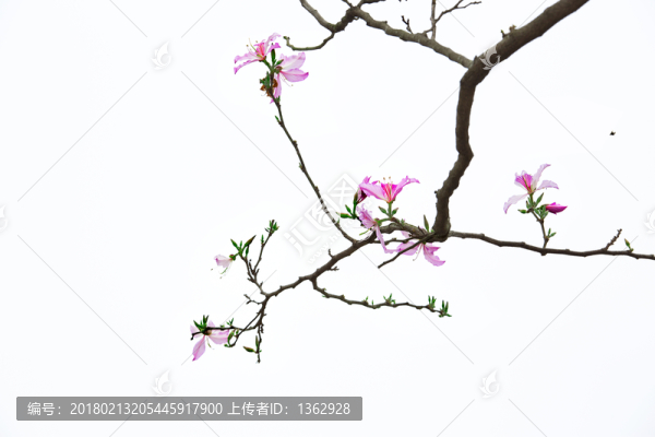 紫荊花,宮粉羊蹄甲