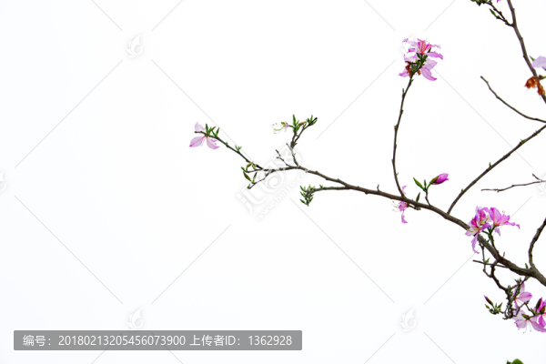紫荊花,宮粉羊蹄甲