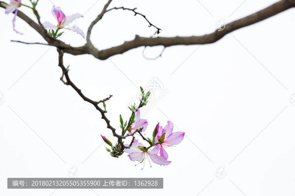紫荊花,宮粉羊蹄甲