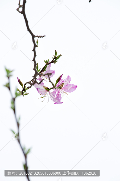 紫荊花,宮粉羊蹄甲