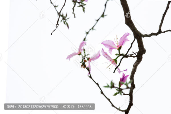 紫荊花,宮粉羊蹄甲