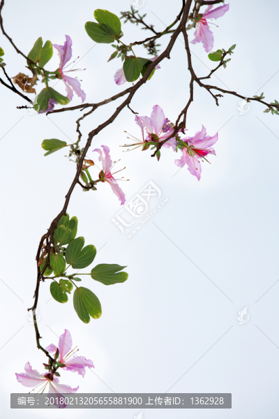 紫荊花,宮粉羊蹄甲