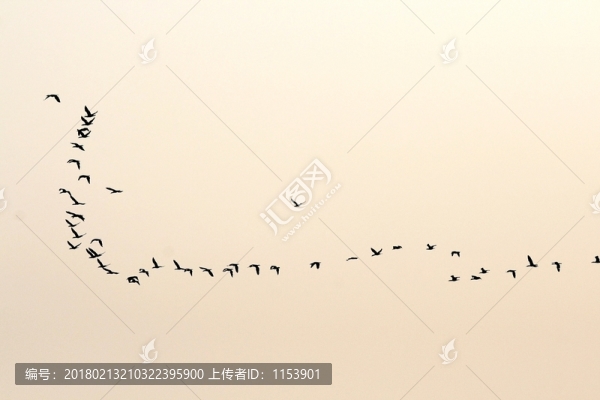燕南飛