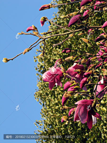 紅玉蘭花