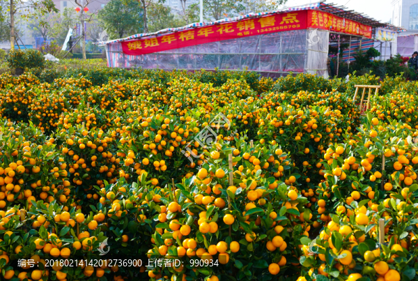 花市,年桔