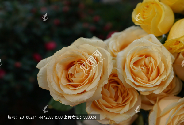 玫瑰花,高清