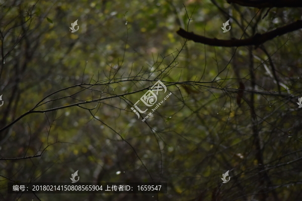雨中枝條
