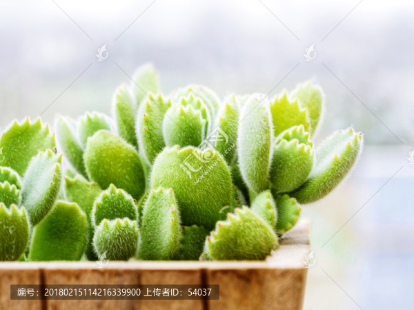 多肉植物盆栽圖片