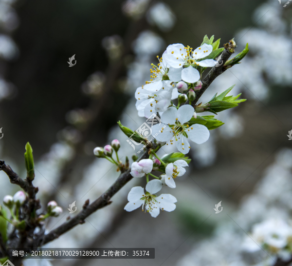 梨花