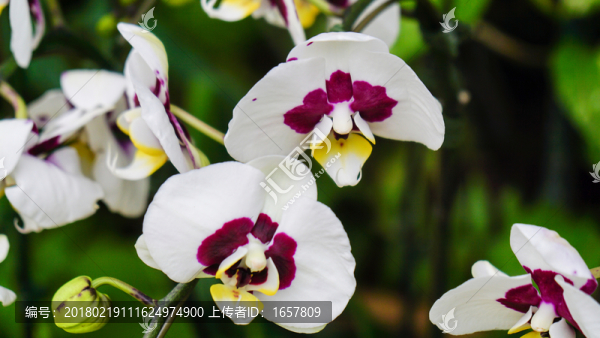 蘭花