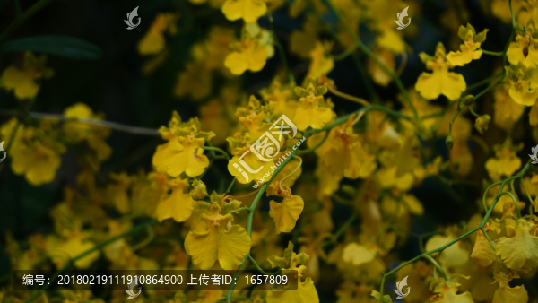 蘭花