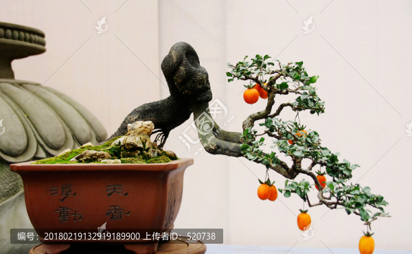 盆景,植物,,藝術(shù)