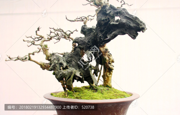 盆景,植物,,藝術