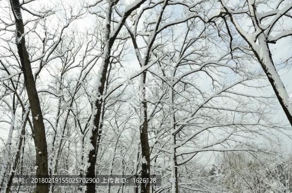 瘦西湖雪景