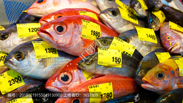 魚